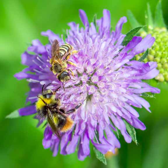 Bestuivers op een bloem.
