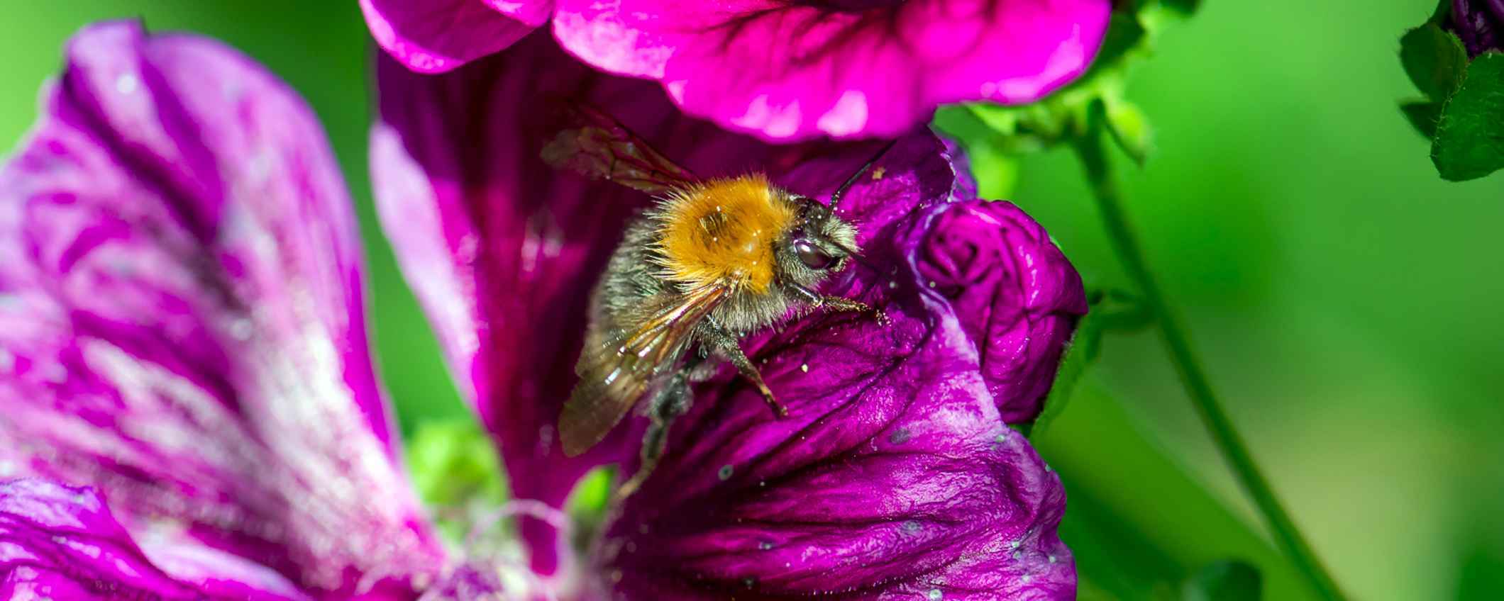 Een bij op een bloem.