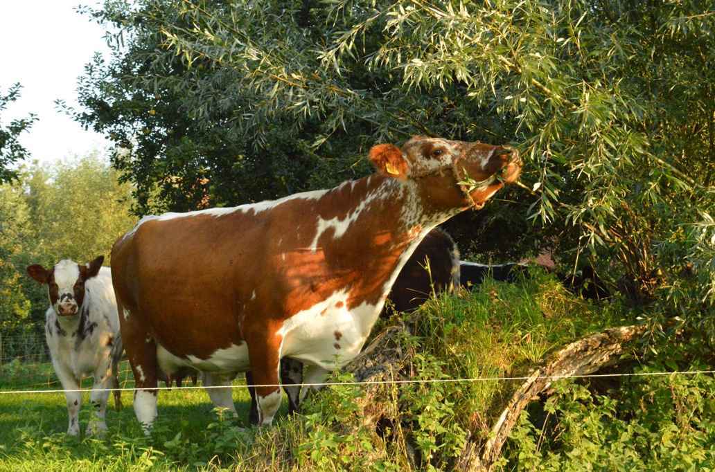 De waarde van agroforestry voor boer en omgeving.