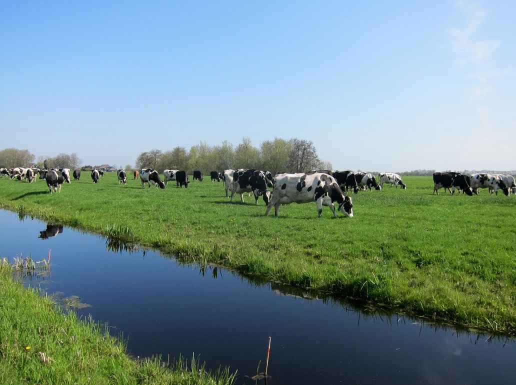 Wat is de rol van micro-organismen in de kringloop van melkveehouderijen?